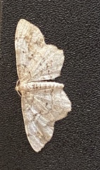 Aethalura intertexta