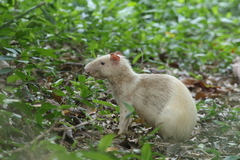 Dasyprocta variegata