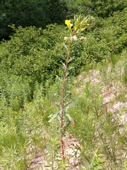 Oenothera oakesiana