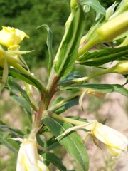 Oenothera oakesiana
