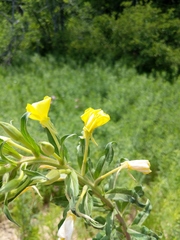 Oenothera oakesiana