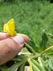 Oenothera oakesiana