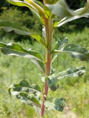 Oenothera oakesiana