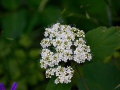 Viburnum ellipticum