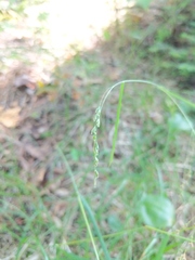 Poa alsodes