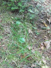 Poa alsodes