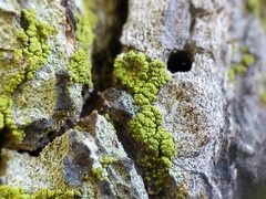 Chaenotheca chrysocephala