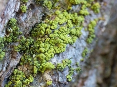 Chaenotheca chrysocephala