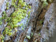 Chaenotheca chrysocephala