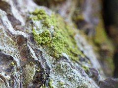 Chaenotheca chrysocephala