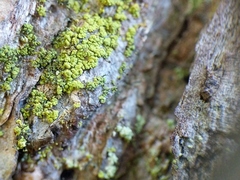 Chaenotheca chrysocephala