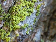 Chaenotheca chrysocephala