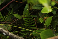 Pleopeltis orientalis