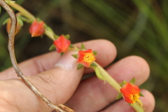 Echeveria bicolor