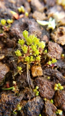 Mononeuria minima