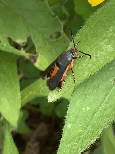 Squash vine borer