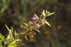 Lepidaploa karstenii