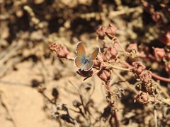 Brephidium exilis exilis