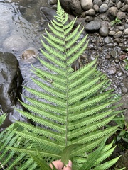Pseudocyclosorus esquirolii