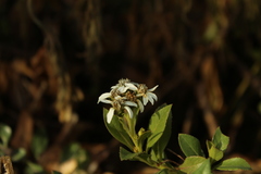 Verbesina centroboyacana