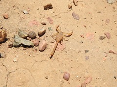 Centruroides exilicauda