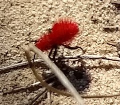 Dasymutilla flammifera