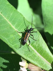 Strangalepta abbreviata