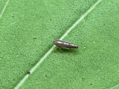 Osbornellus clarus