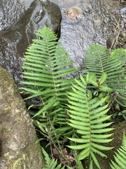 Pseudocyclosorus esquirolii