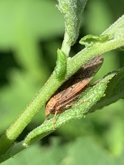 Ponana rubida
