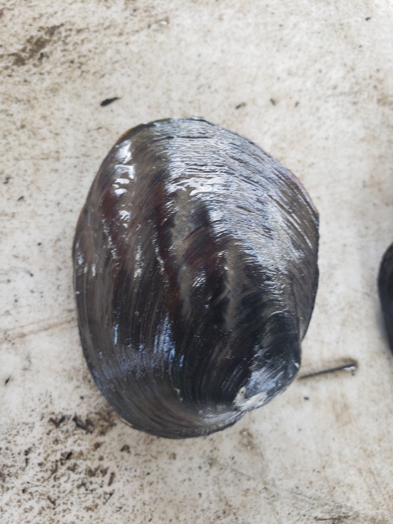 Threeridge mussel (Big Woods, Big Rivers Linnaeus List) · iNaturalist