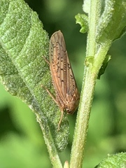 Ponana rubida