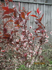 Prunus cistena