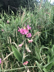 Lathyrus sylvestris