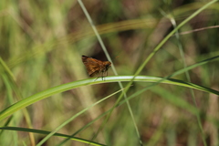 Euphyes conspicua