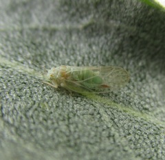 Cacopsylla magnicauda