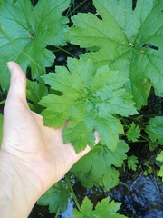 Darmera peltata