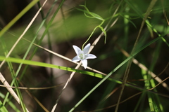 Campanula aparinoides