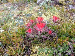 Castilleja rupicola
