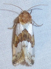 Schinia chryselloides