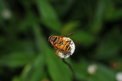 Palpada vinetorum