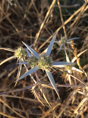 Eryngium creticum
