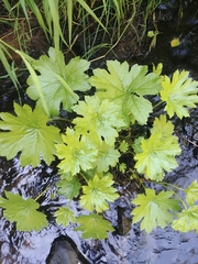 Darmera peltata