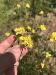 Xyris caroliniana