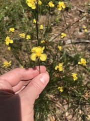 Xyris caroliniana