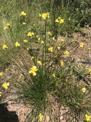 Xyris caroliniana