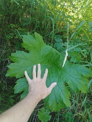 Darmera peltata