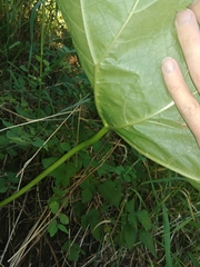 Darmera peltata
