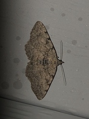 Digrammia gnophosaria