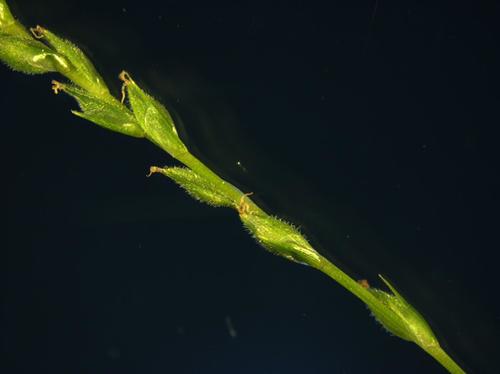 Roan Mountain sedge (Carex roanensis)